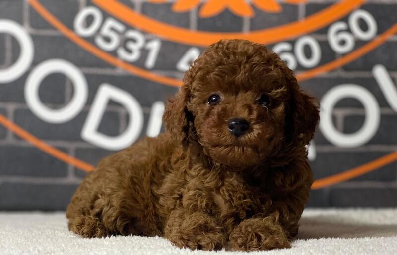 Toy Poodle