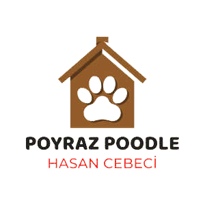 Poyraz Poodle